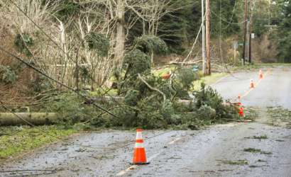 photo of a tree on power lines on the ground